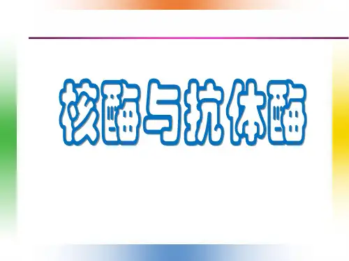 核酶和抗体酶2