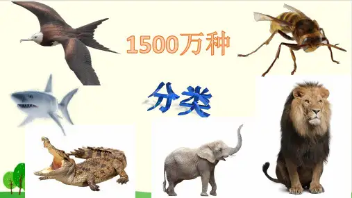 小学一年级下册 6.《给动物分类》ppt(1) 教科版 ppt(19张)