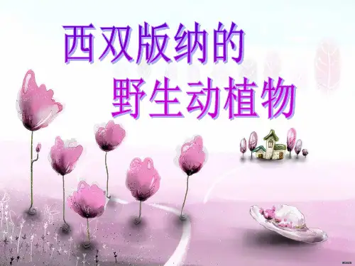 西双版纳的野生动植物