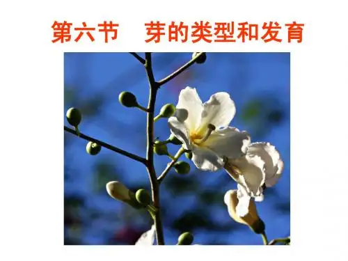 济南版第六节芽的类型和发育
