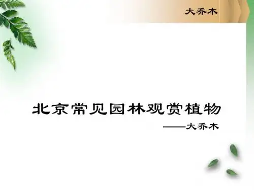 北京地区园林常用大乔木ppt课件