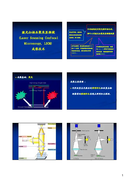 激光扫描共聚焦显微镜（LaserScanningConfocalMicroscopy