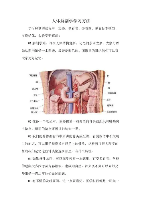 人体解剖学学习方法