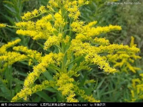 加拿大一枝黄花