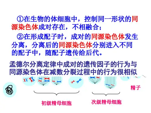 高二生物遗传的染色体学说(PPT)4-3