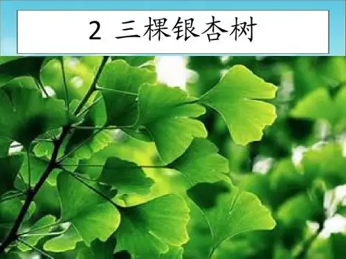 2  三棵银杏树
