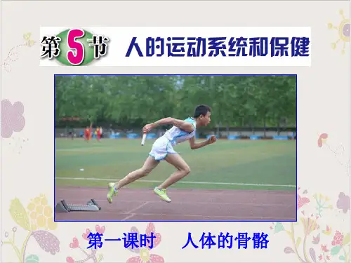 浙教版科学九年级下册3.5人的运动系统和保健课件