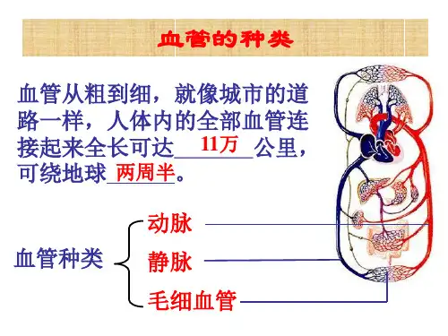 血流的管道-血管人体内物质的运输PPT课件.ppt