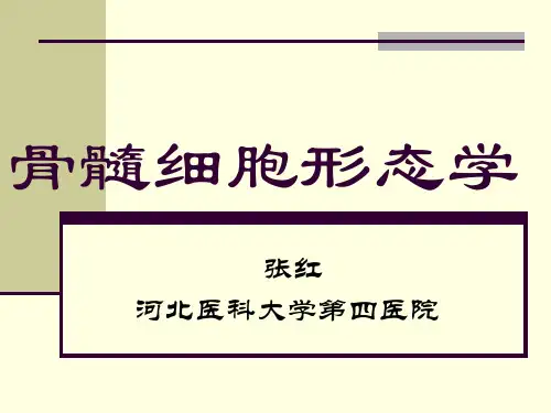 骨髓细胞形态学