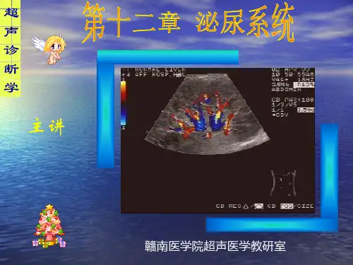 超声诊断学-09-1肾脏解剖、肾积水、肾囊肿