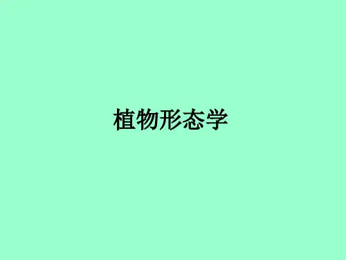 根、茎、叶