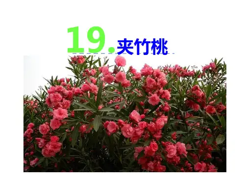 六年级下册语文课件19 夹竹桃(共21张PPT) _苏教版