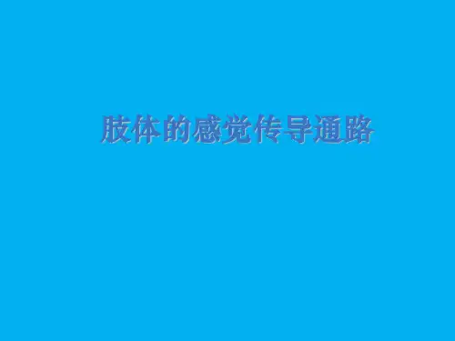 肢体的感觉传导通路ppt课件