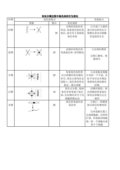 有丝分裂过程中染色体的行为变化