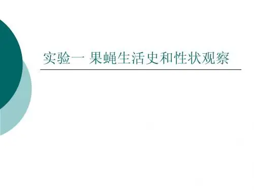 果蝇生活史和性状观察