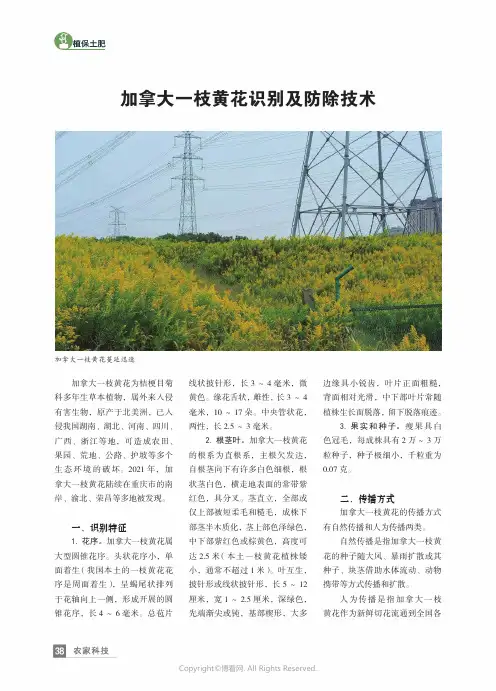 加拿大一枝黄花识别及防除技术