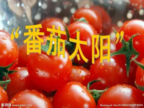 苏教版四年级语文下册番茄太阳ppt
