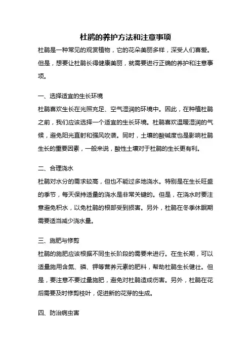 杜鹃的养护方法和注意事项