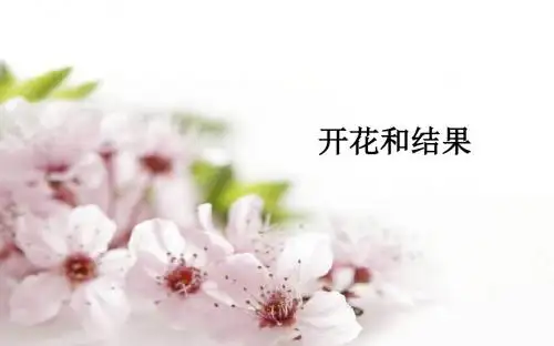 开花和结果 精品课件