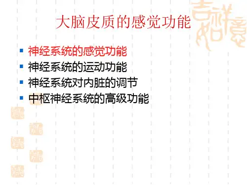 大脑皮质的感觉功能 ppt课件