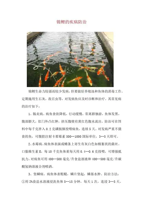 锦鲤的疾病防治