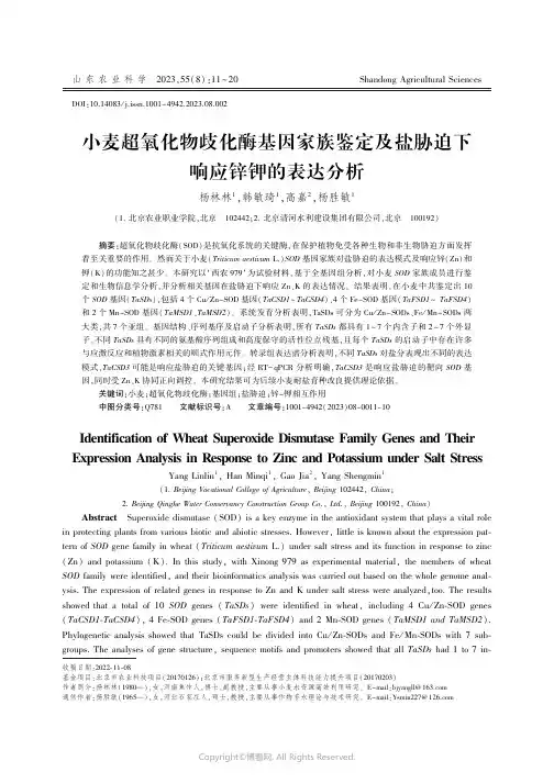 小麦超氧化物歧化酶基因家族鉴定及盐胁迫下响应锌钾的表达分析
