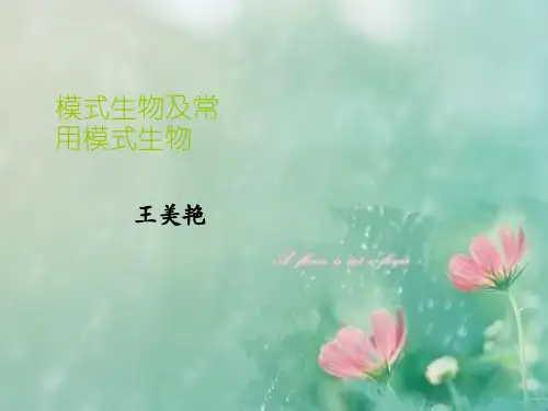 模式动物