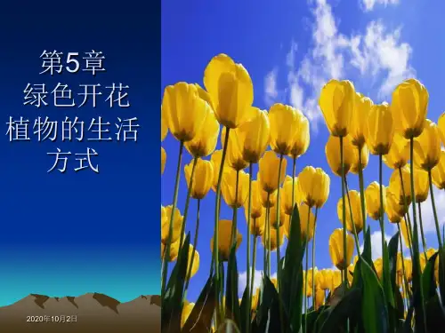 植物的光合作用PPT课件