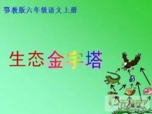 湘教版五年级语文《生态金字塔》