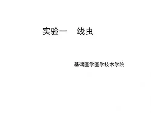 寄生虫实验一：线虫