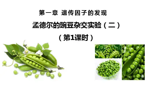 1.2孟德尔的豌豆杂交实验(二)第1课时课件下学期生物人教版必修2