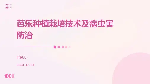 芭乐种植栽培技术及病虫害防治
