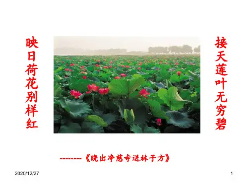 公开课《清塘荷韵》教学 ppt课件