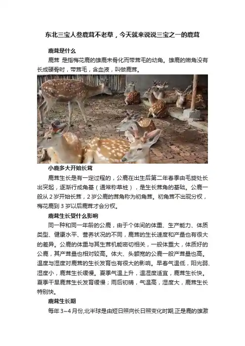 东北三宝人叁鹿茸不老草，今天就来说说三宝之一的鹿茸