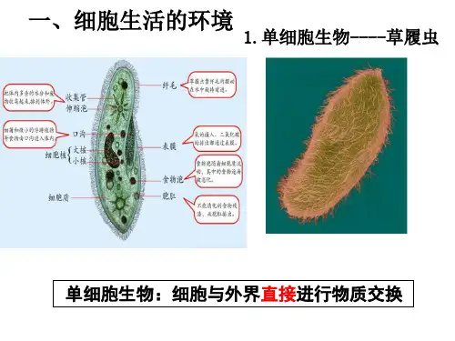人体的内环境与稳态