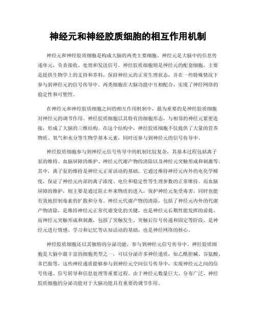 神经元和神经胶质细胞的相互作用机制