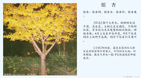30种植物简介资料