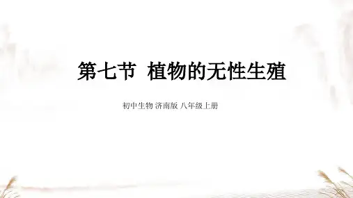 第七节 植物的无性生殖课件2024-2025学年济南版生物八年级上册