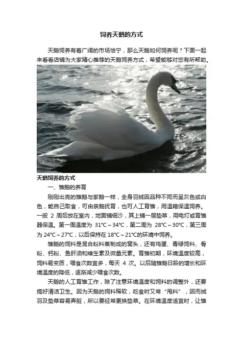 饲养天鹅的方式