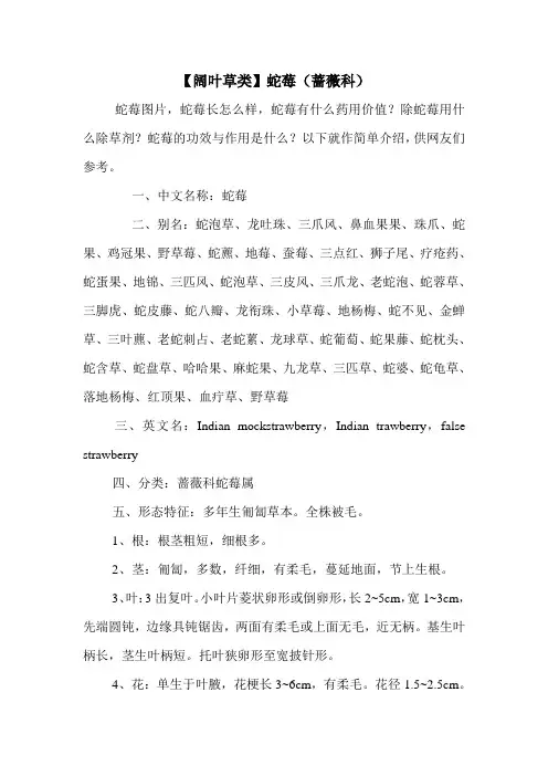 【阔叶草类】蛇莓(蔷薇科)