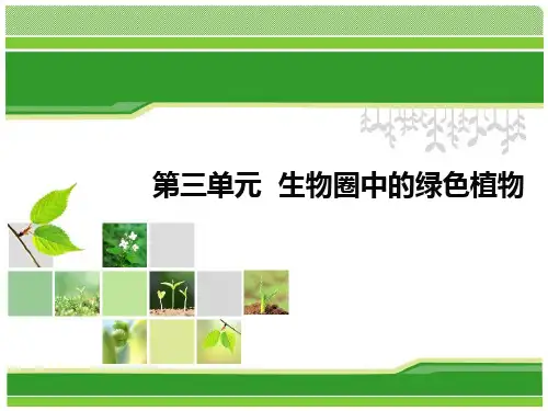 藻类,苔藓,蕨类植物 ppt课件