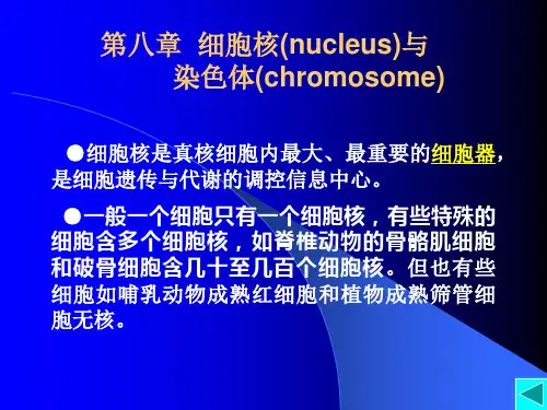 细胞核 染色体 华中农业大学细胞生物学课件