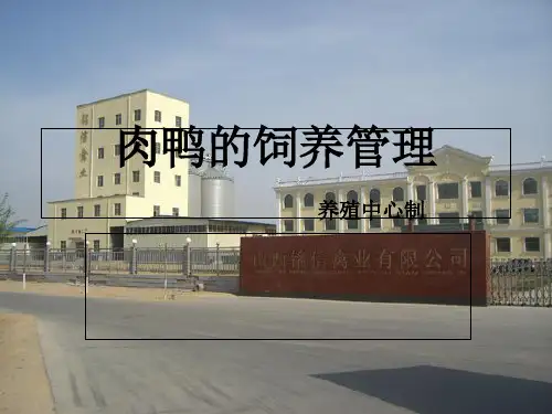 铭信禽业肉鸭的饲养管理ppt课件