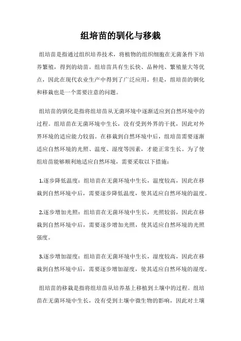 组培苗的驯化与移栽