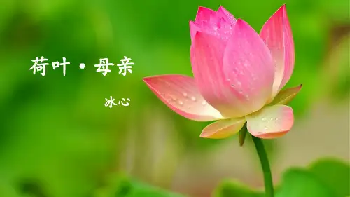 第7课《荷叶母亲》课件(共17张ppt)