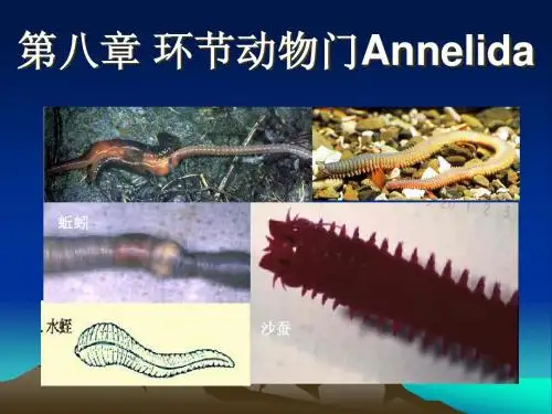 第八章 环节动物门