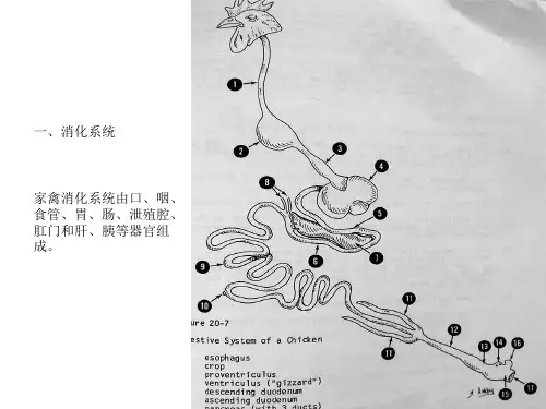 家禽解剖特点