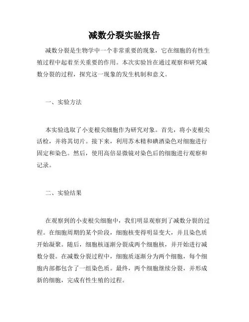 减数分裂实验报告