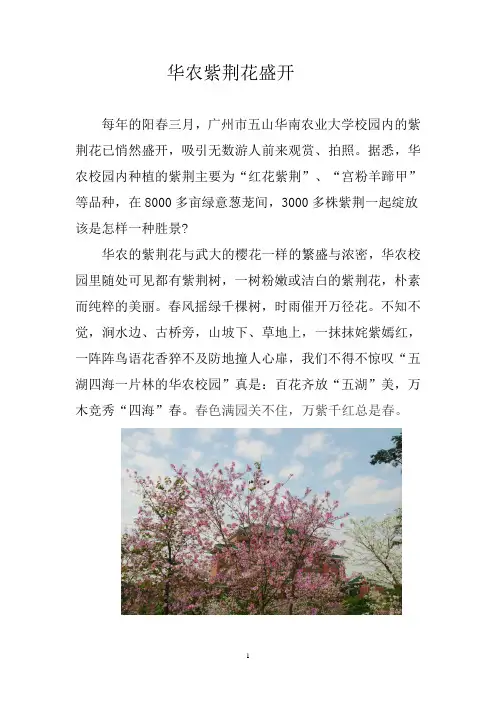 华农紫荆花盛开