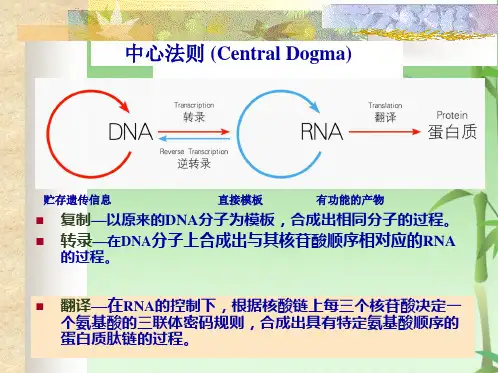 第11章 蛋白质的生物合成(共96张PPT)